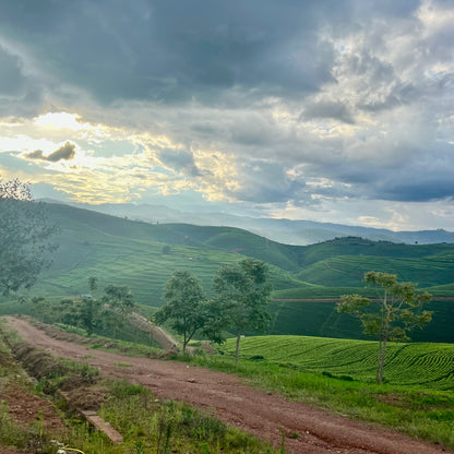 Rwandan Coffee: Beans & Ground Coffee